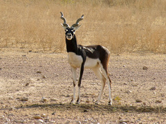 Antilope cervicapra