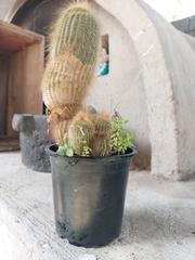 Parodia lenninghausii