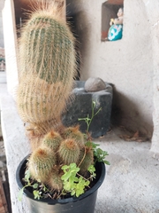 Parodia lenninghausii