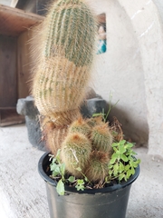 Parodia lenninghausii