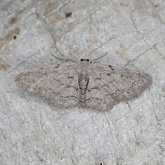 Idaea violacearia