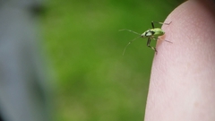 Calocoris alpestris
