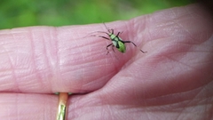 Calocoris alpestris