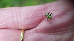 Calocoris alpestris