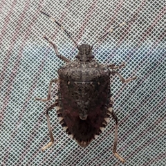 Halyomorpha halys