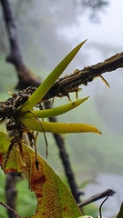 Ionopsis satyrioides