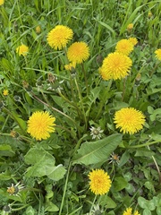 Taraxacum officinale