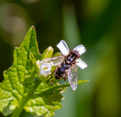 Anasimyia anausis
