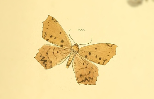 Paragonia procidaria