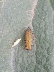 Henosepilachna argus