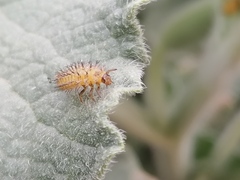 Henosepilachna argus