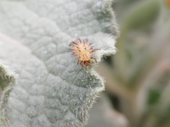 Henosepilachna argus