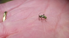 Calocoris alpestris