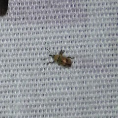 Anthonomus juniperinus