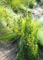 Rhoicissus tridentata tridentata