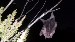 Madagascan Rousette photo 2