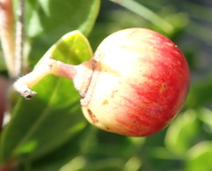 Rhoicissus tridentata tridentata
