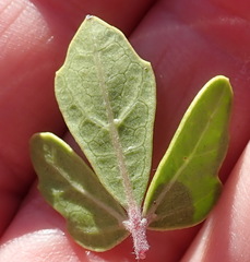 Rhoicissus tridentata tridentata