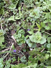 Glechoma hederacea