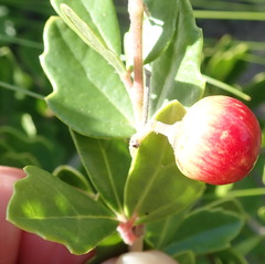 Rhoicissus tridentata tridentata