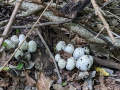 Coprinopsis strossmayeri