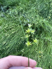 Juncus diffusissimus