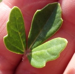 Rhoicissus tridentata tridentata