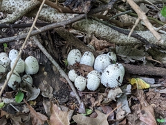 Coprinopsis strossmayeri