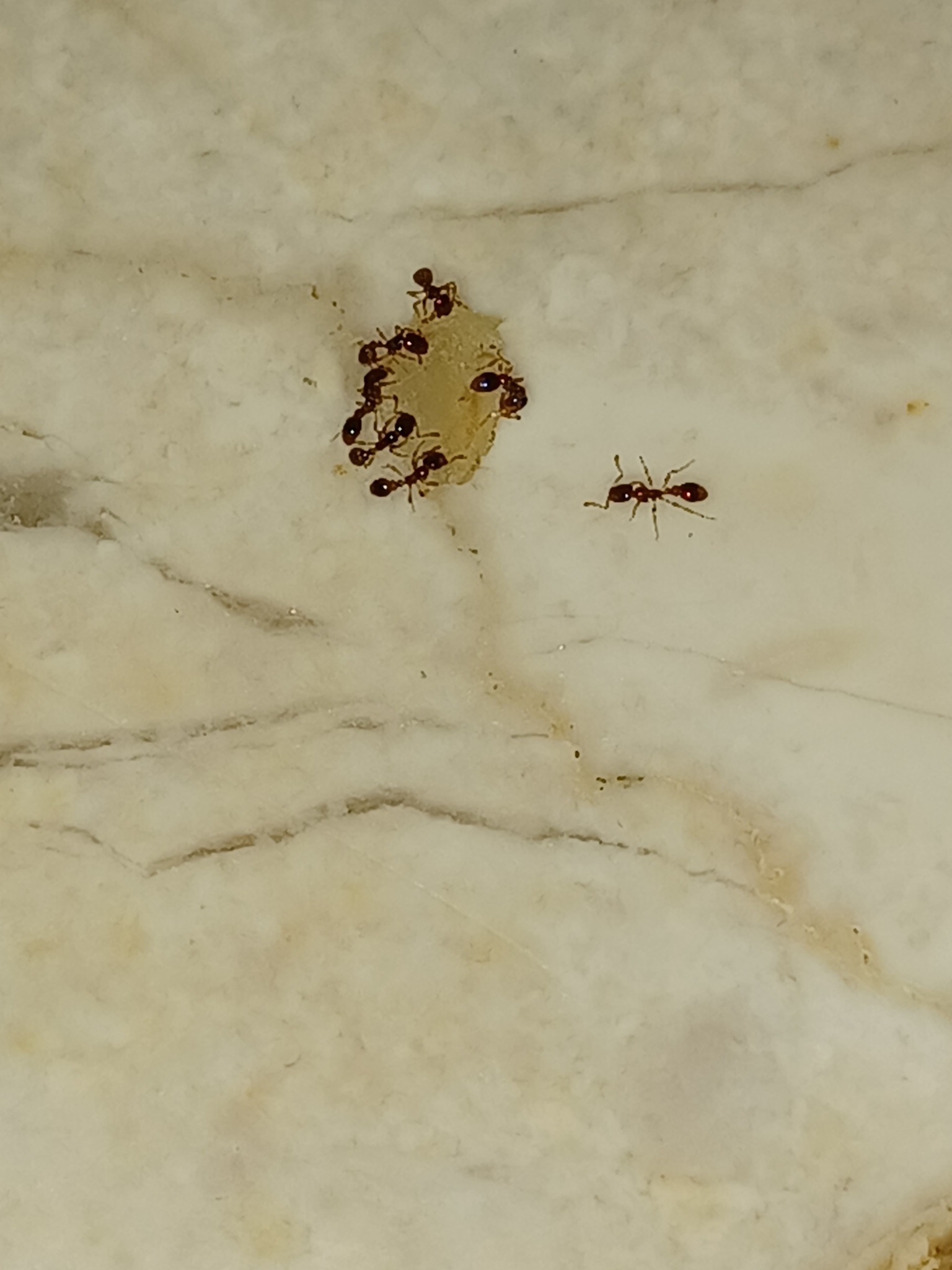 Solenopsis globularia