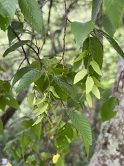 Carpinus kawakamii