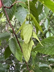 Carpinus kawakamii