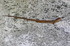 Elgaria multicarinata