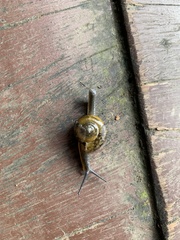 Petalochlamys