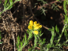 Genista hispanica hispanica