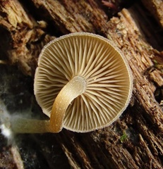 Trichocybe