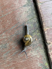 Petalochlamys
