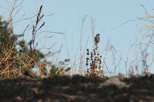 iNaturalist observation photo of Western Bluebird