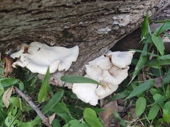 Lentinus scleropus