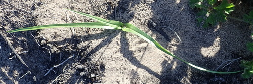 Colchicum longipes