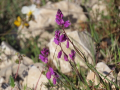 Polygala nicaeensis