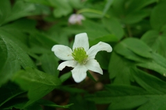 Anemonoides nemorosa