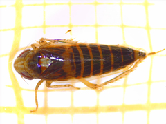 Psammotettix confinis