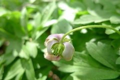 Anemonoides nemorosa