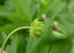 Anemonoides nemorosa