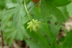 Anemonoides nemorosa