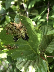 Agelastica alni