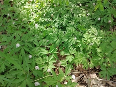 Anemonoides nemorosa