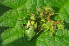 Calocoris alpestris