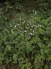 Valeriana flaccidissima