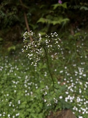 Valeriana flaccidissima